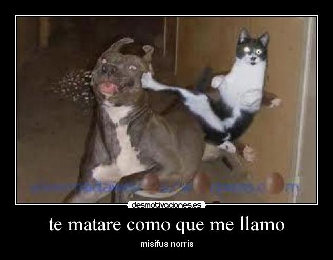 te matare como que me llamo - misifus norris