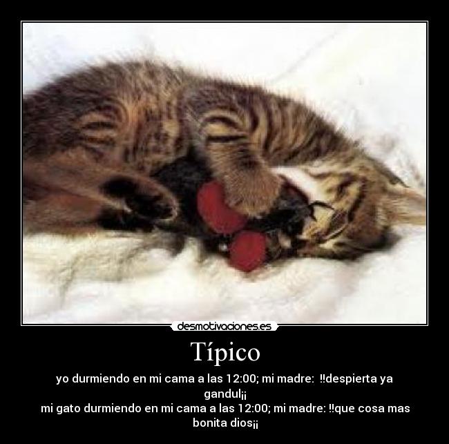 carteles abuelo del gatowalt desmotivaciones