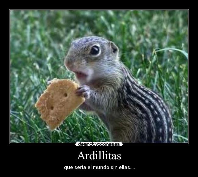 Ardillitas - que seria el mundo sin ellas....