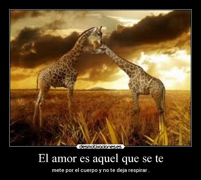 El amor es aquel que se te - mete por el cuerpo y no te deja respirar .