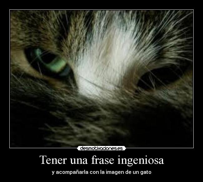 Tener una frase ingeniosa - y acompañarla con la imagen de un gato