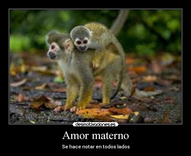 Amor materno -