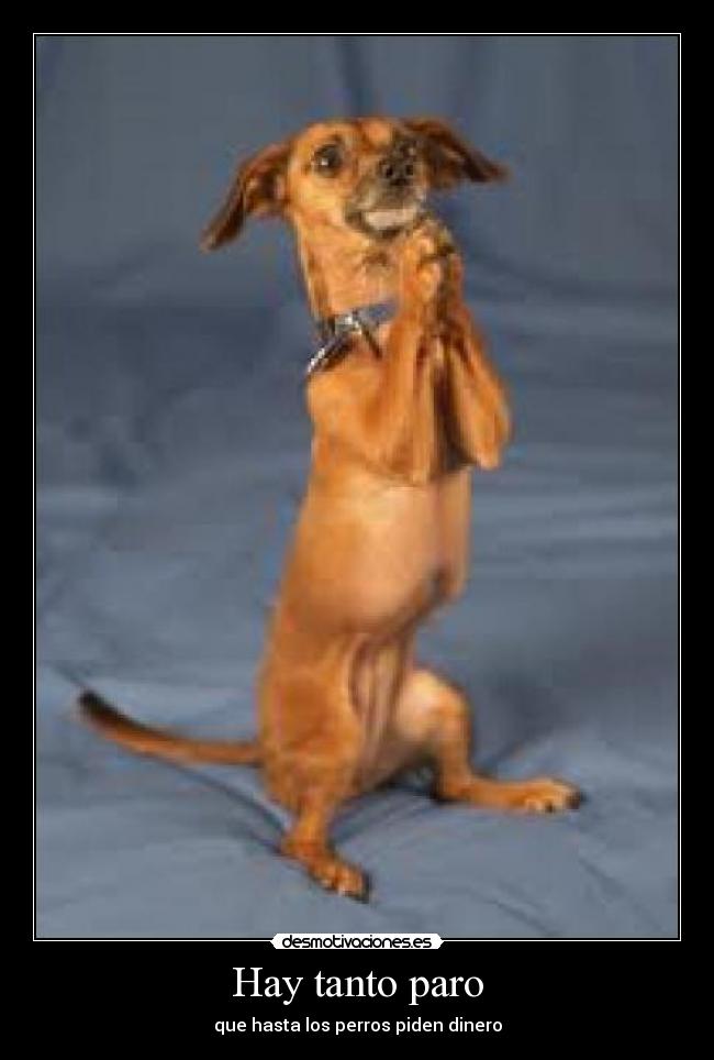 Hay tanto paro - que hasta los perros piden dinero