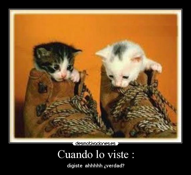 carteles gatitos lindos desmotivaciones