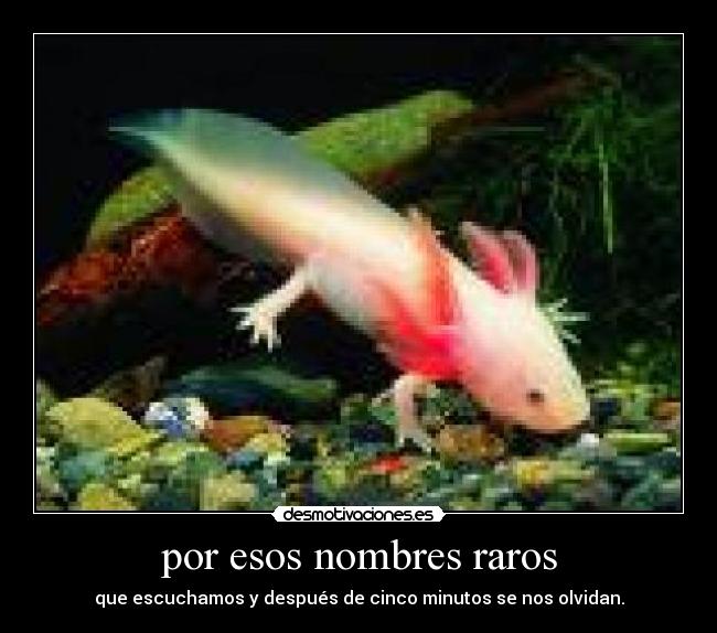 por esos nombres raros - que escuchamos y después de cinco minutos se nos olvidan.