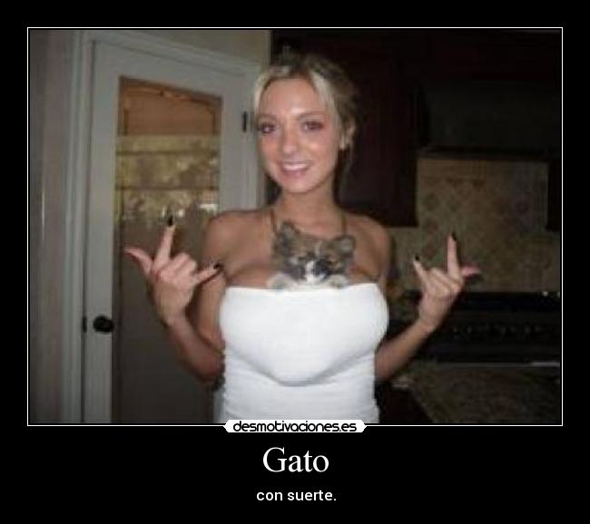 Gato - con suerte.