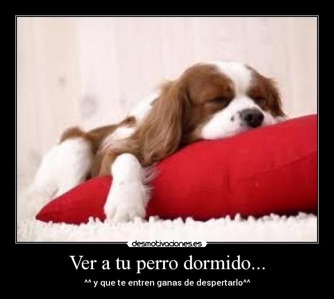 Ver a tu perro dormido... - ^^ y que te entren ganas de despertarlo^^