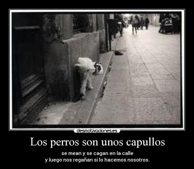 Los perros son unos capullos - 