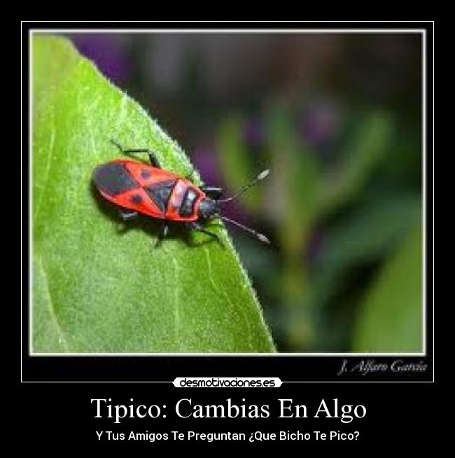 Tipico: Cambias En Algo -