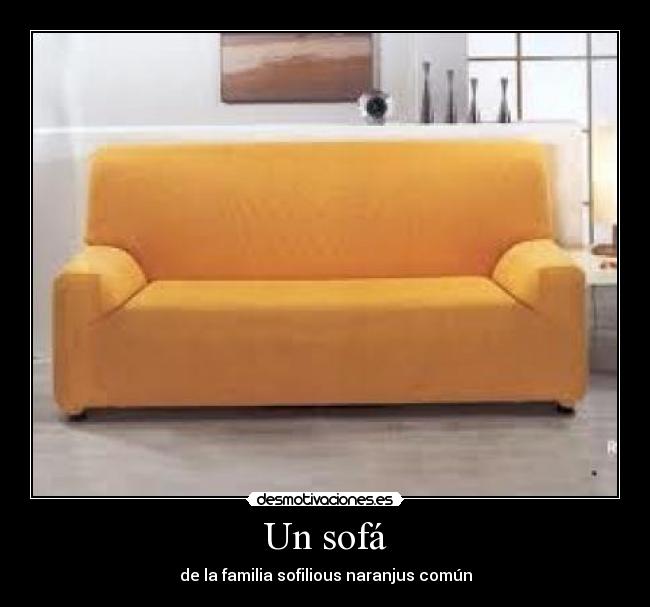 Un sofá - de la familia sofilious naranjus común