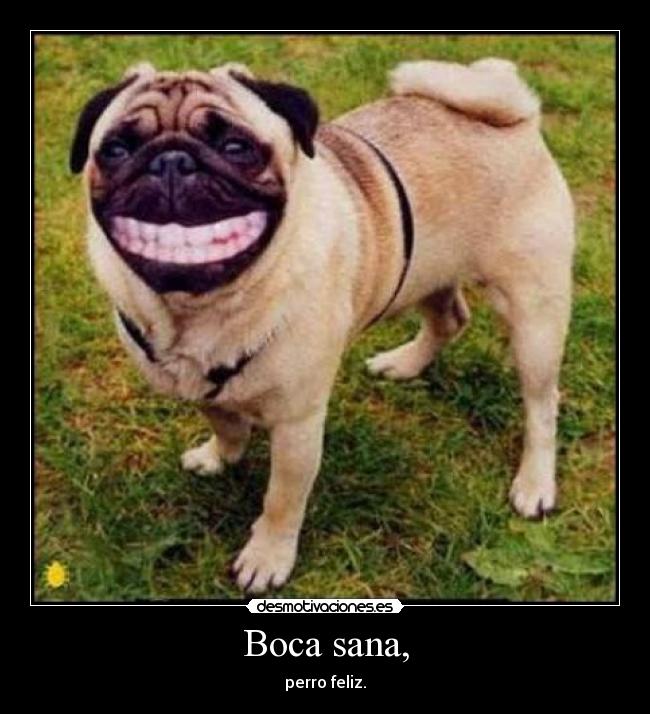 Boca sana, - perro feliz.