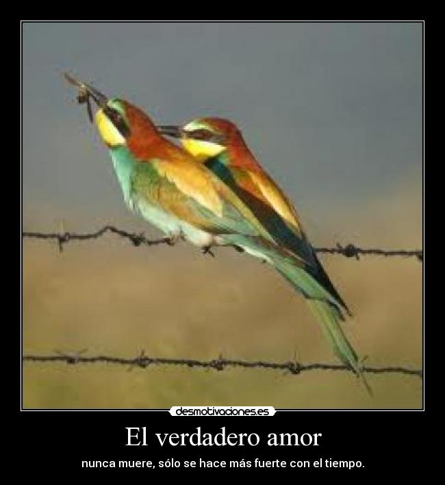 El verdadero amor -