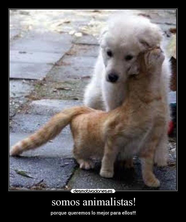 somos animalistas! -