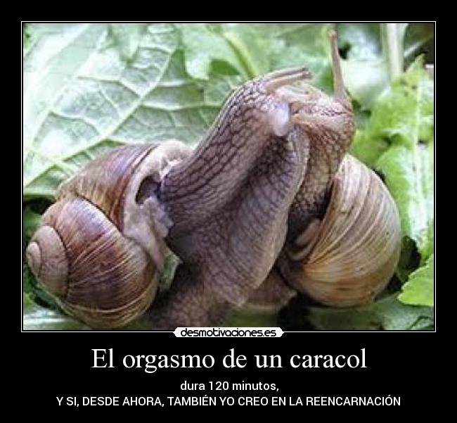 El orgasmo de un caracol -