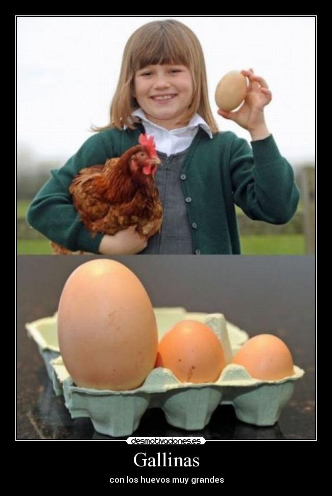 Gallinas - 