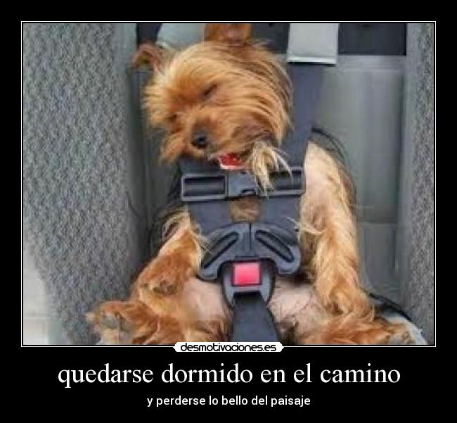 quedarse dormido en el camino -
