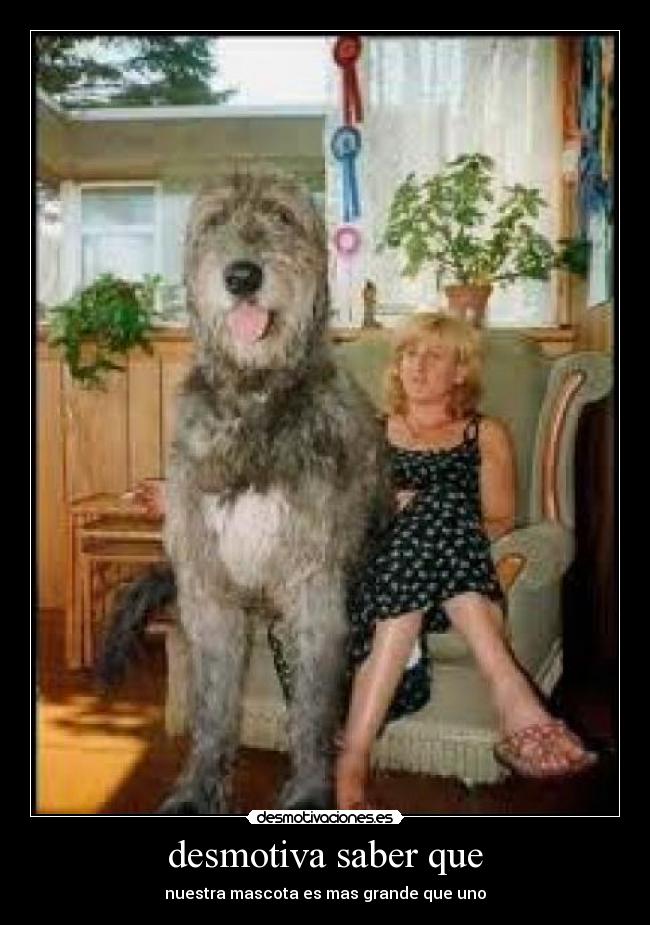 desmotiva saber que - nuestra mascota es mas grande que uno