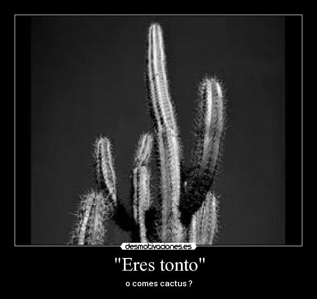 Eres tonto - o comes cactus ?