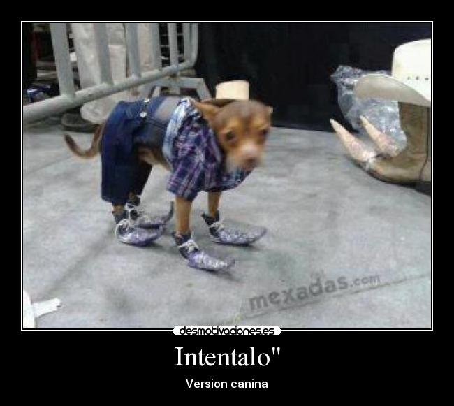 Intentalo - Version canina