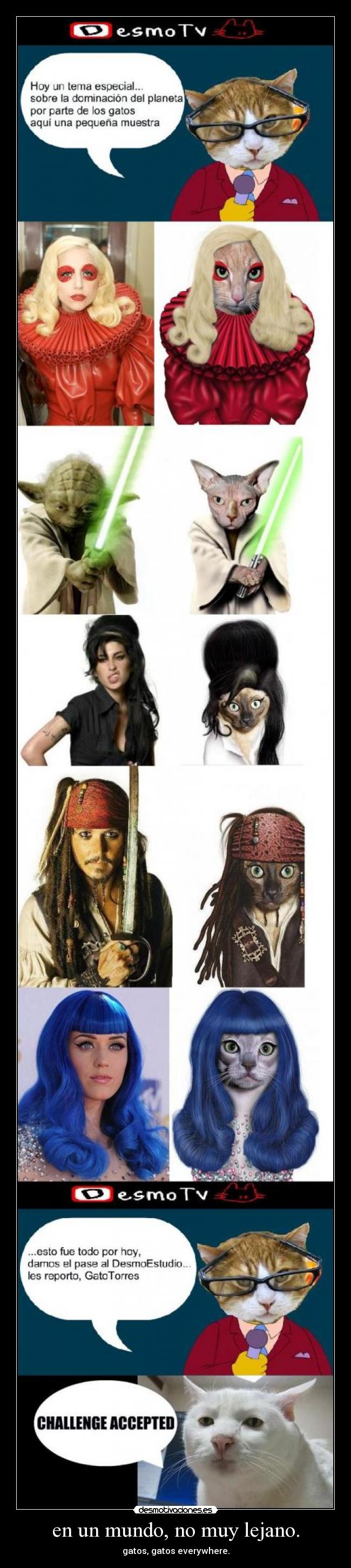 en un mundo, no muy lejano. - gatos, gatos everywhere.