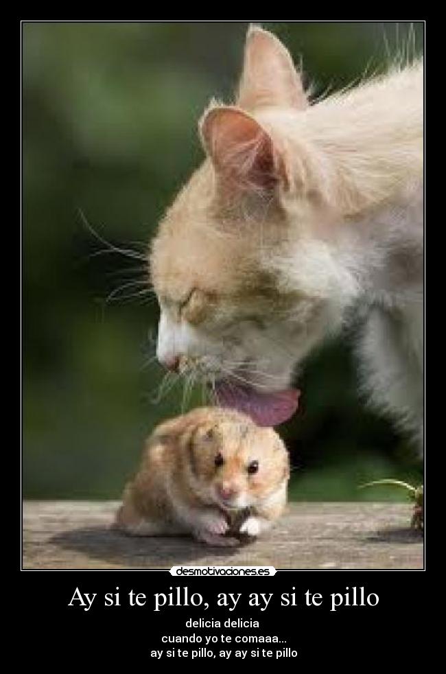Ay si te pillo, ay ay si te pillo - delicia delicia 
cuando yo te comaaa...
ay si te pillo, ay ay si te pillo