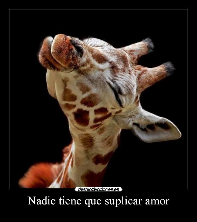 Nadie tiene que suplicar amor -