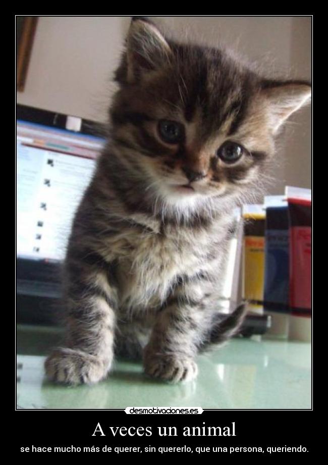 A veces un animal -