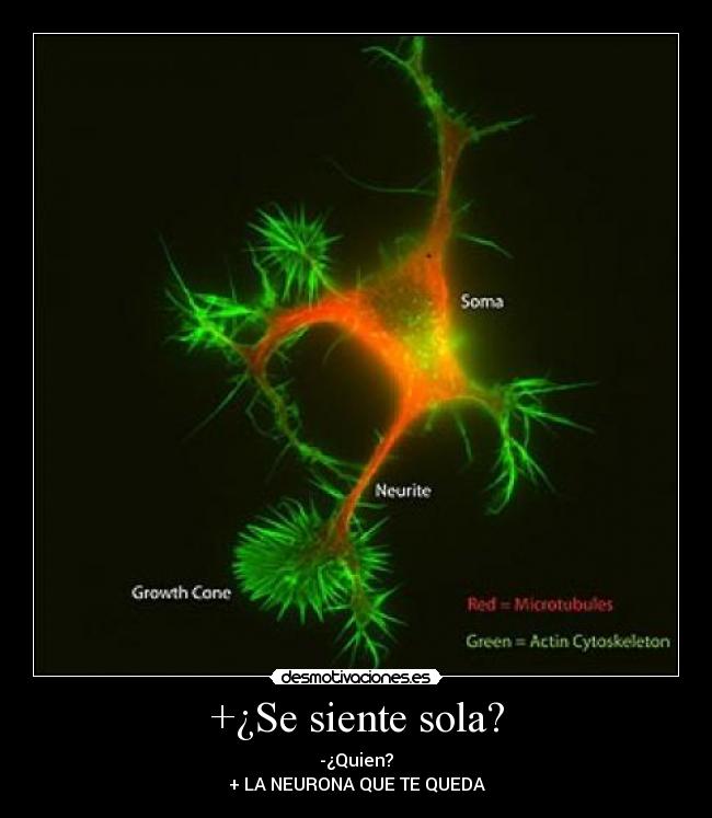 +¿Se siente sola? - -¿Quien?
+ LA NEURONA QUE TE QUEDA