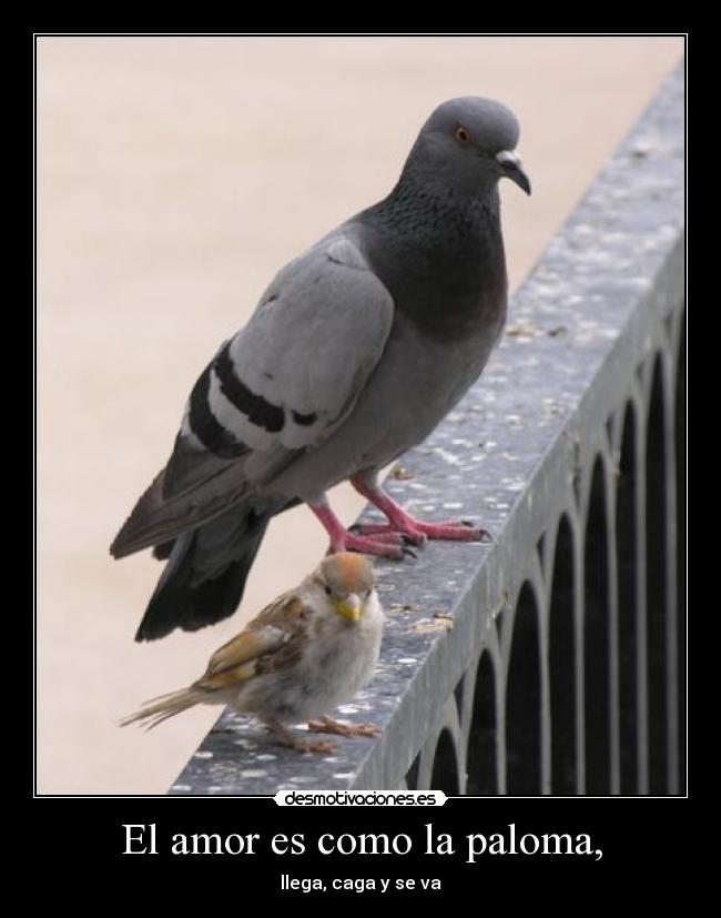 El amor es como la paloma, - llega, caga y se va