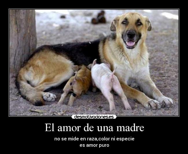 El amor de una madre -