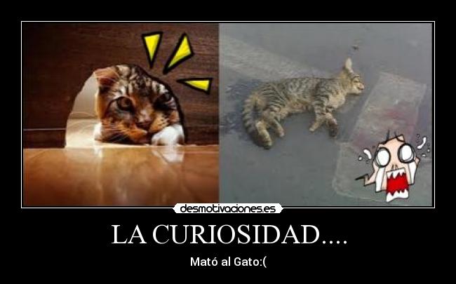 LA CURIOSIDAD.... - Mató al Gato:(