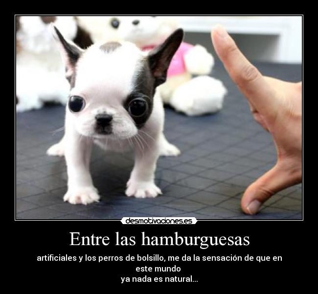Entre las hamburguesas - 