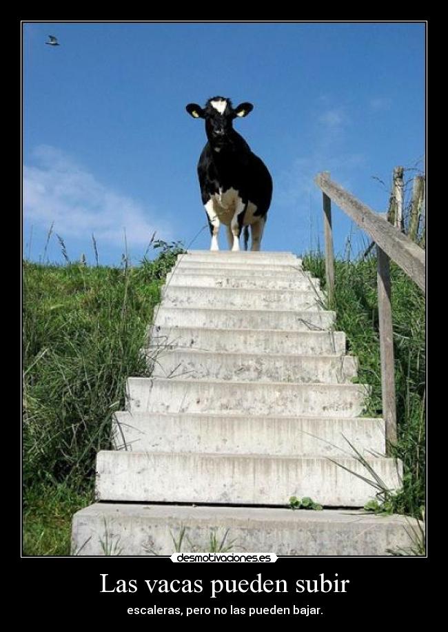 Las vacas pueden subir - escaleras, pero no las pueden bajar.