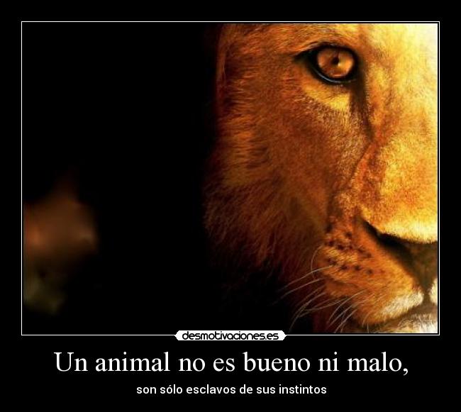 Un animal no es bueno ni malo, -