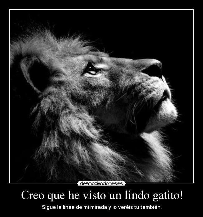 Creo que he visto un lindo gatito! - Sigue la linea de mi mirada y lo veréis tu también.