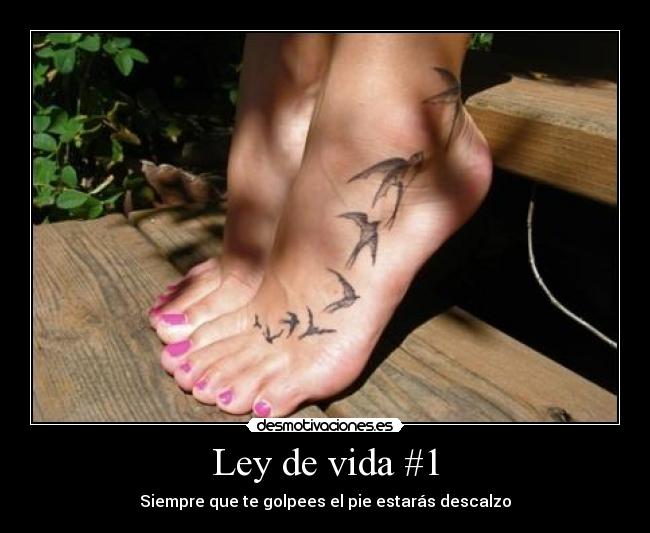 Ley de vida #1 - 