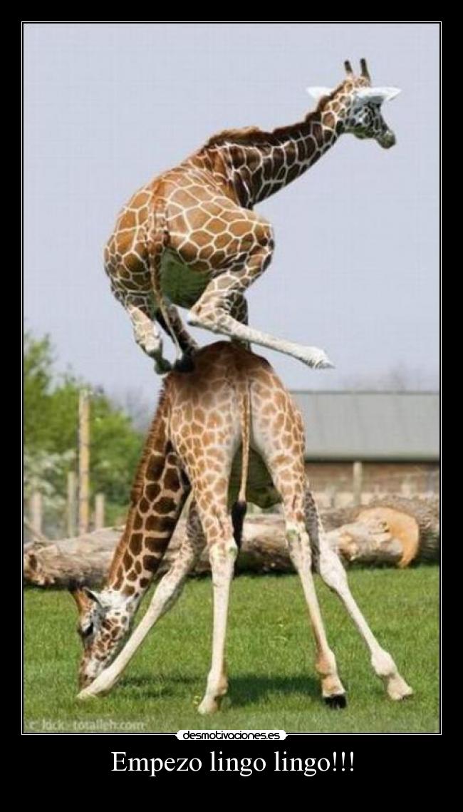 Empezo lingo lingo!!! -