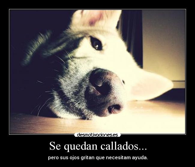 Se quedan callados... - 