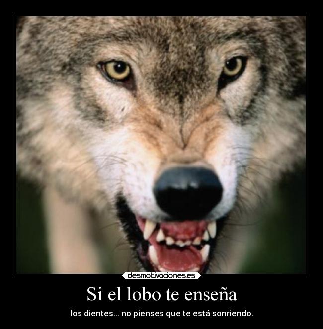 Si el lobo te enseña - los dientes... no pienses que te está sonriendo.