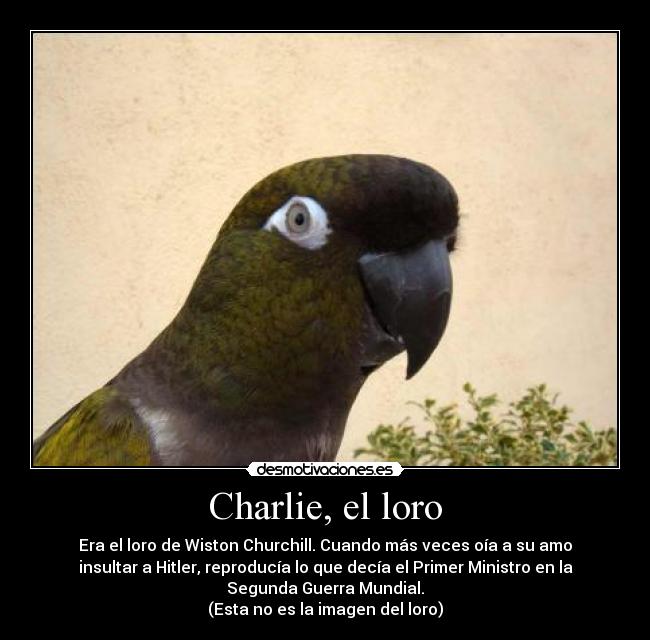 Charlie, el loro - Era el loro de Wiston Churchill. Cuando más veces oía a su amo
insultar a Hitler, reproducía lo que decía el Primer Ministro en la
Segunda Guerra Mundial.
(Esta no es la imagen del loro)