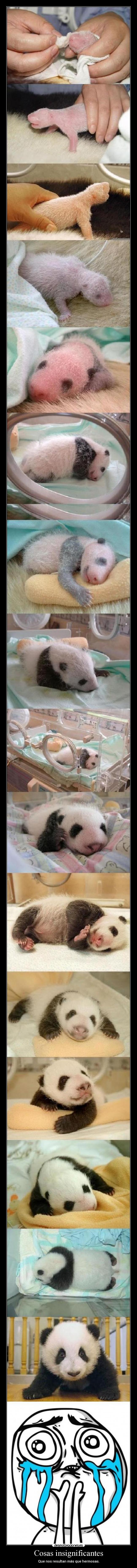 Cosas insignificantes - 