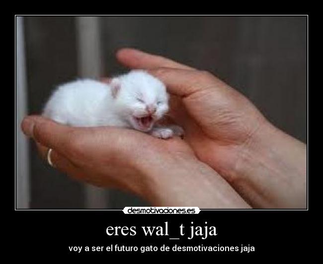 eres wal_t jaja - voy a ser el futuro gato de desmotivaciones jaja
