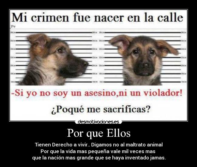 Por que Ellos - Tienen Derecho a vivir.. Digamos no al maltrato animal
Por que la vida mas pequeña vale mil veces mas 
que la nación mas grande que se haya inventado jamas.