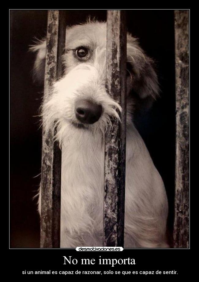 No me importa - si un animal es capaz de razonar, solo se que es capaz de sentir.