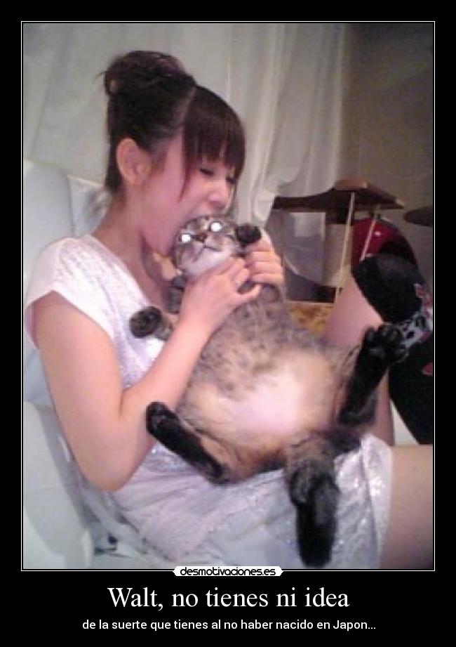 carteles japon gatoswalt desmotivaciones