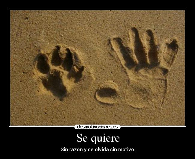 Se quiere - Sin razón y se olvida sin motivo.