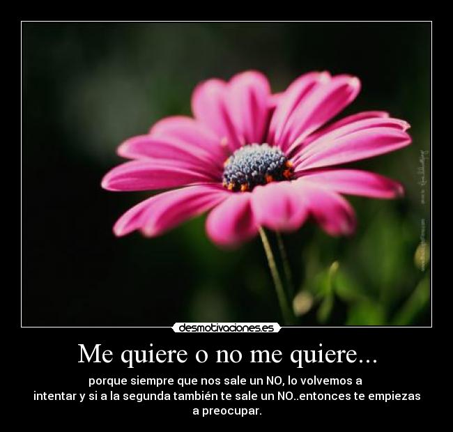 Me quiere o no me quiere... -