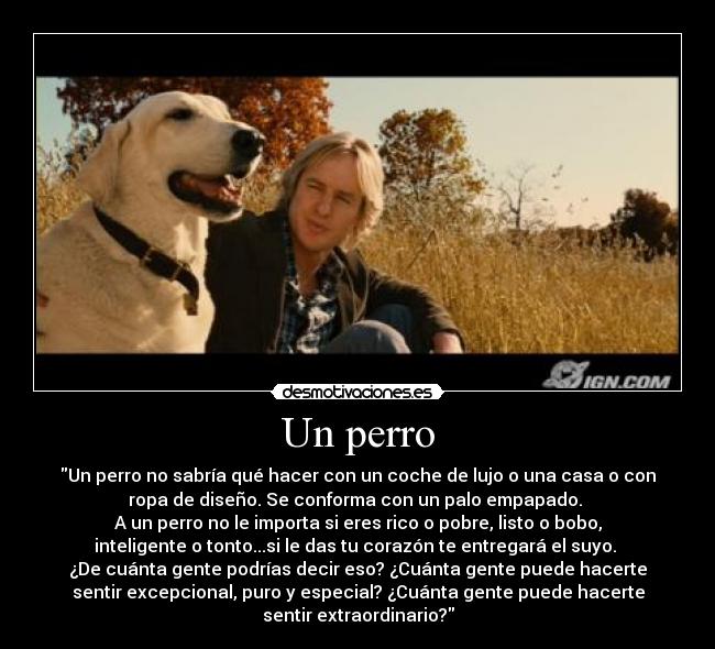 Un perro - Un perro no sabría qué hacer con un coche de lujo o una casa o con
ropa de diseño. Se conforma con un palo empapado. 
A un perro no le importa si eres rico o pobre, listo o bobo,
inteligente o tonto...si le das tu corazón te entregará el suyo. 
¿De cuánta gente podrías decir eso? ¿Cuánta gente puede hacerte
sentir excepcional, puro y especial? ¿Cuánta gente puede hacerte
sentir extraordinario?