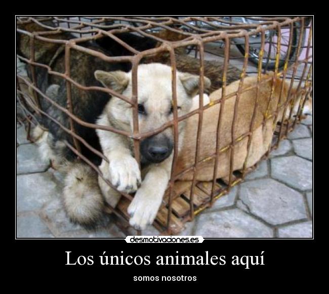 Los únicos animales aquí - somos nosotros