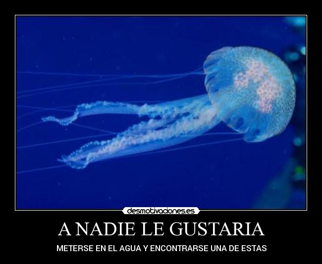 A NADIE LE GUSTARIA - METERSE EN EL AGUA Y ENCONTRARSE UNA DE ESTAS
